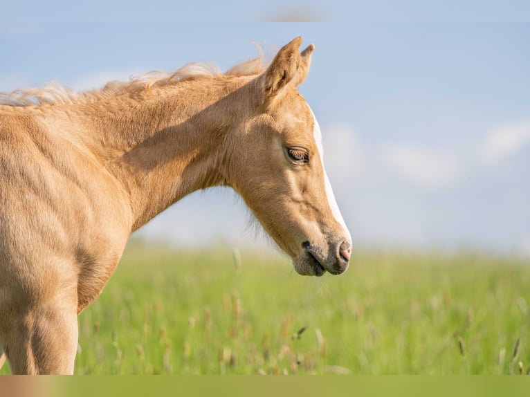 American Quarter Horse Wallach 1 Jahr 154 cm Palomino in Herzberg am Harz