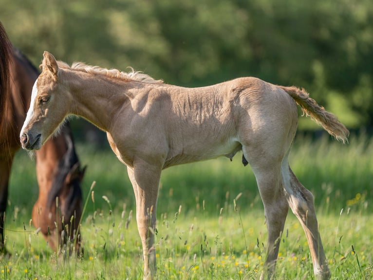 American Quarter Horse Wallach 1 Jahr 154 cm Palomino in Herzberg am Harz