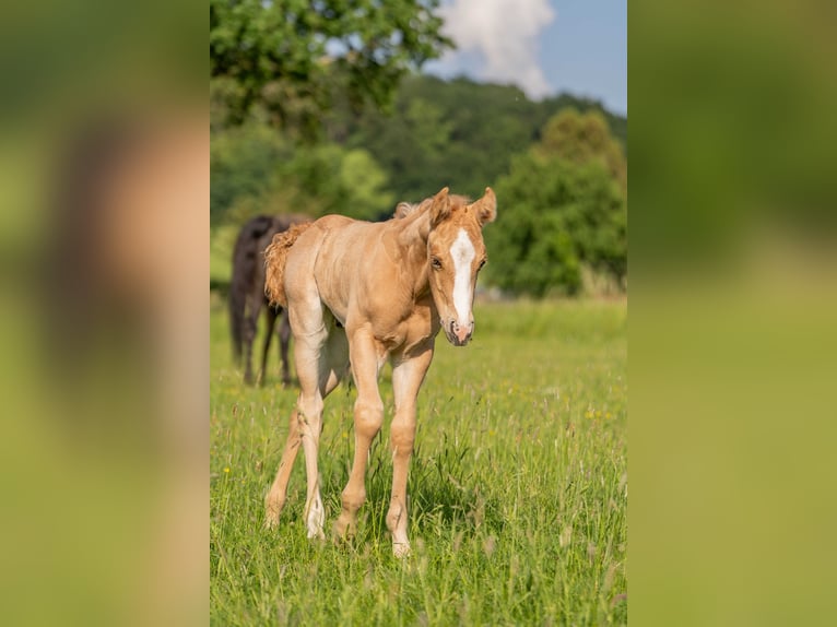 American Quarter Horse Wallach 1 Jahr 154 cm Palomino in Herzberg am Harz