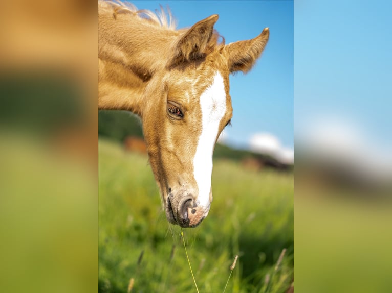 American Quarter Horse Wallach 1 Jahr 154 cm Palomino in Herzberg am Harz