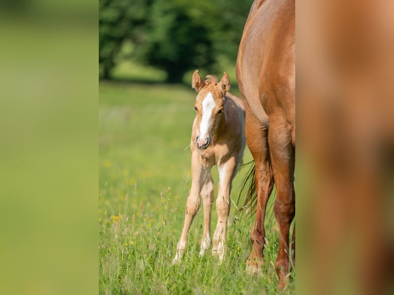 American Quarter Horse Wallach 1 Jahr 154 cm Palomino in Herzberg am Harz