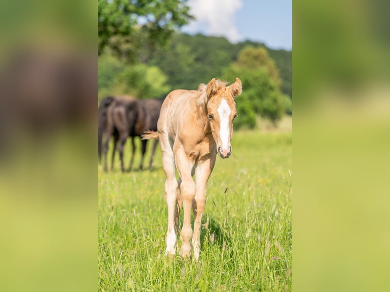 American Quarter Horse Wallach 1 Jahr 154 cm Palomino in Herzberg am Harz