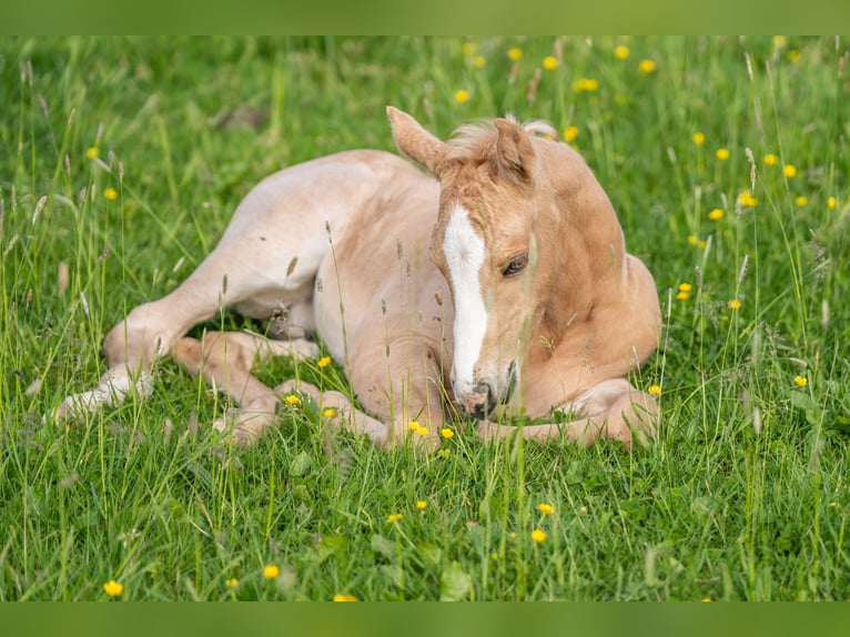 American Quarter Horse Wallach 1 Jahr 154 cm Palomino in Herzberg am Harz
