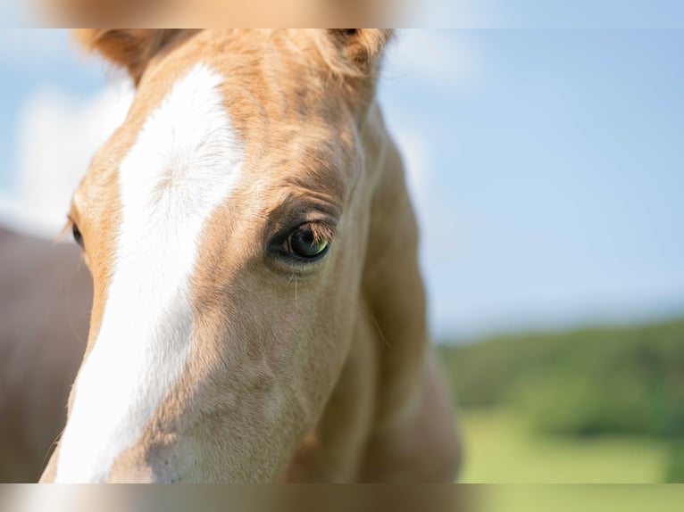 American Quarter Horse Wallach 1 Jahr 154 cm Palomino in Herzberg am Harz