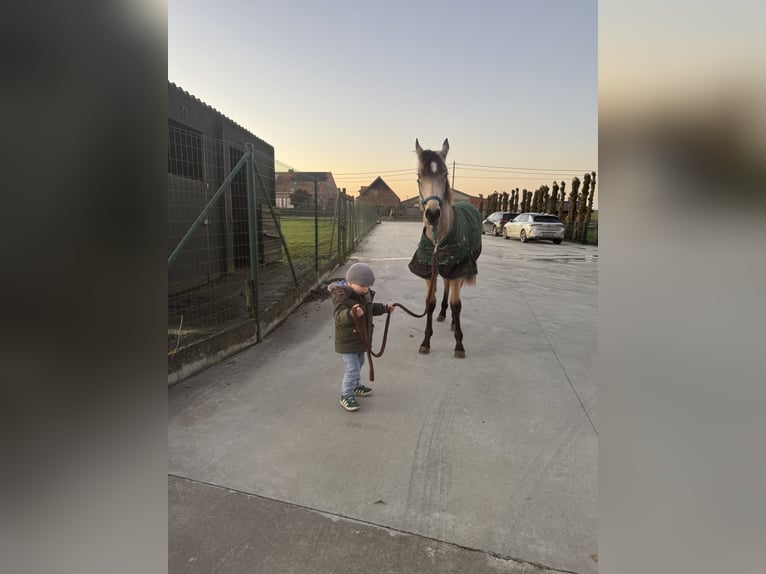 American Quarter Horse Mix Wallach 1 Jahr 155 cm Buckskin in Zillebeke