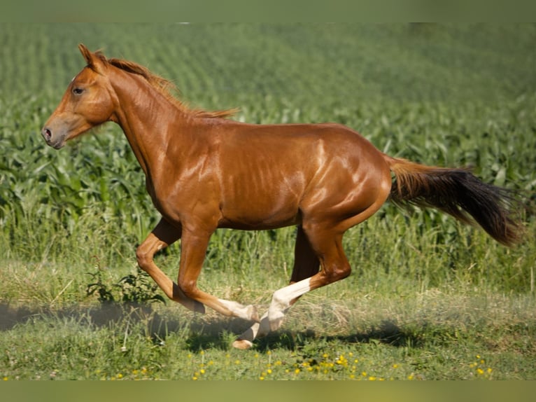American Quarter Horse Wallach 1 Jahr 155 cm Fuchs in Fischach