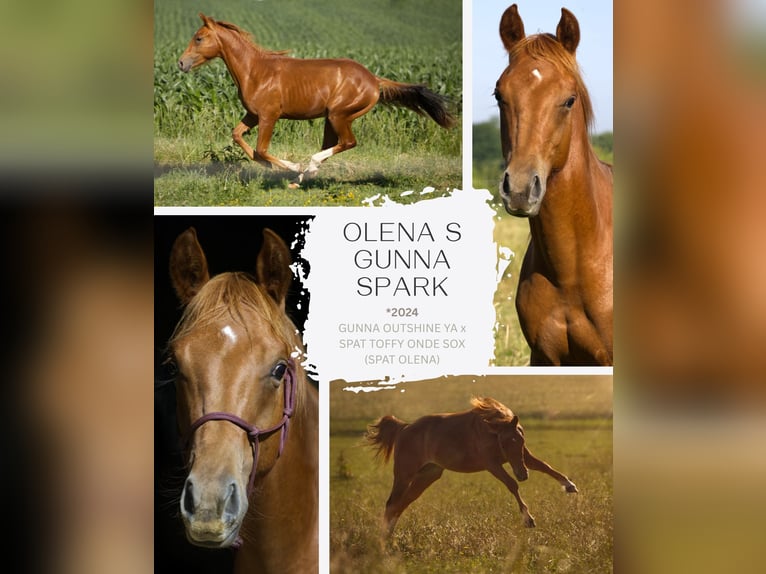 American Quarter Horse Wallach 1 Jahr 155 cm Fuchs in Fischach