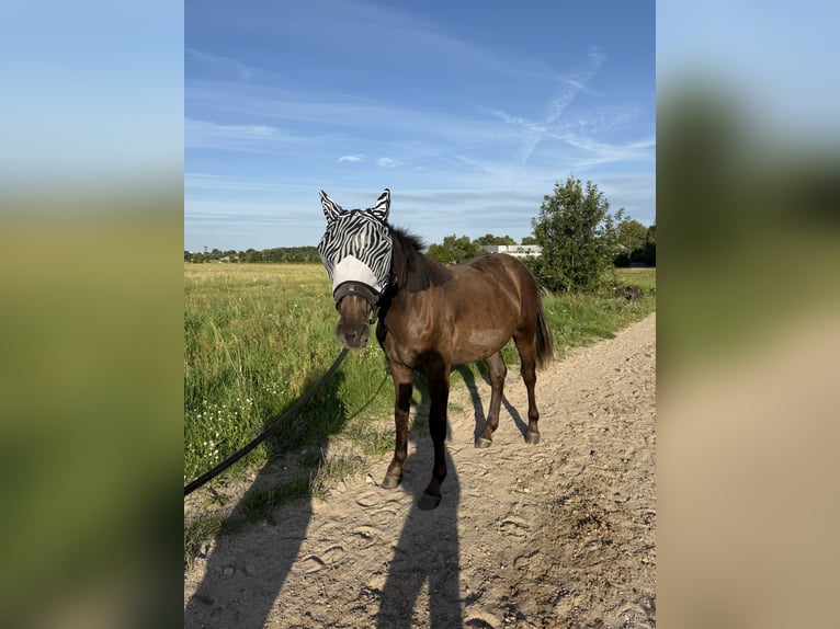 American Quarter Horse Mix Wallach 1 Jahr 155 cm Grullo in Sch&#xF6;nefeld