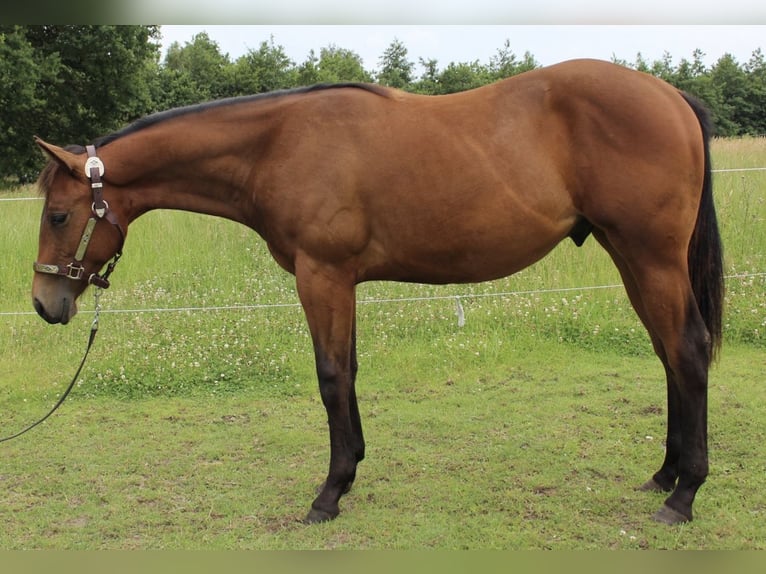 American Quarter Horse Wallach 1 Jahr 158 cm Brauner in Midwolde