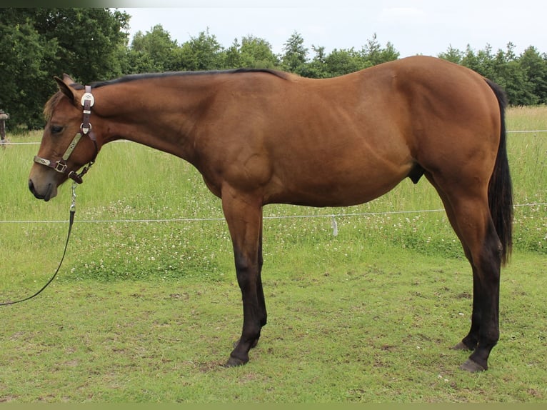 American Quarter Horse Wallach 1 Jahr 158 cm Brauner in Midwolde