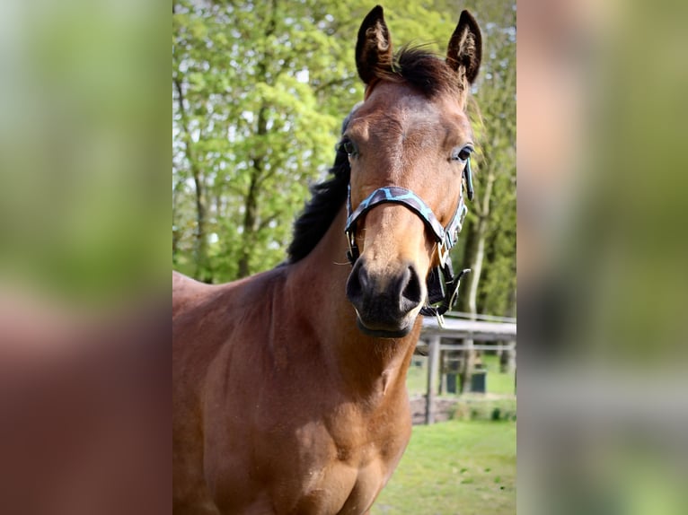 American Quarter Horse Wallach 1 Jahr 160 cm Brauner in Midwolde