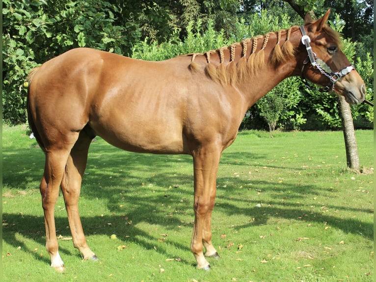 American Quarter Horse Wallach 1 Jahr 160 cm Fuchs in Midwolde