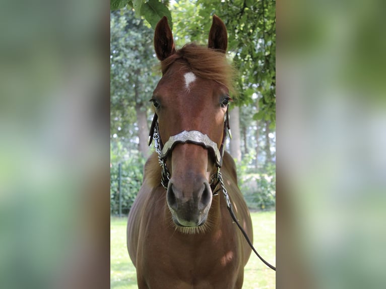 American Quarter Horse Wallach 1 Jahr 160 cm Fuchs in Midwolde