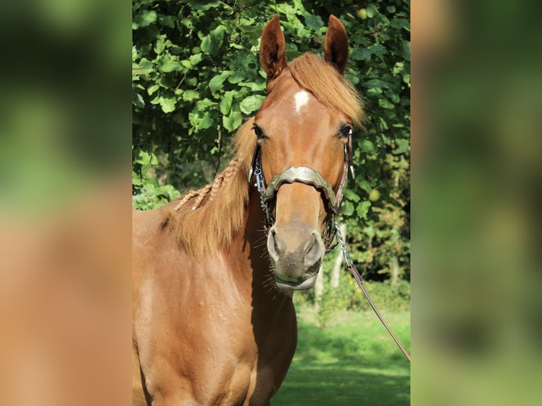 American Quarter Horse Wallach 1 Jahr 160 cm Fuchs in Midwolde