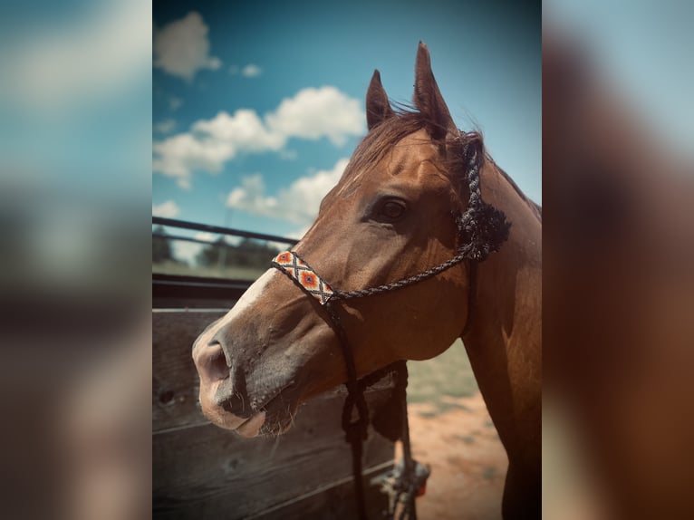 American Quarter Horse Wallach 1 Jahr 163 cm Rotfuchs in Marlow