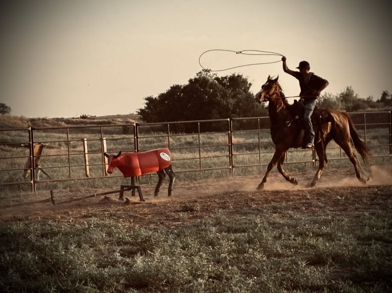 American Quarter Horse Wallach 1 Jahr 163 cm Rotfuchs in Marlow