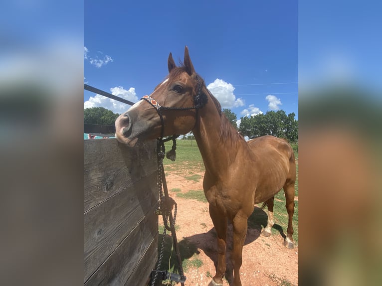 American Quarter Horse Wallach 1 Jahr 163 cm Rotfuchs in Marlow