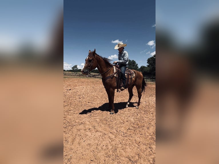 American Quarter Horse Wallach 1 Jahr 163 cm Rotfuchs in Marlow