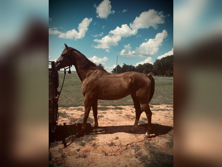 American Quarter Horse Wallach 1 Jahr 163 cm Rotfuchs in Marlow