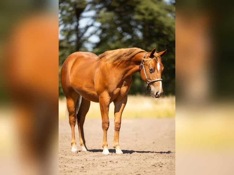 American Quarter Horse Wallach 1 Jahr Fuchs in Steyerberg
