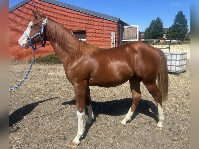 American Quarter Horse Wallach 1 Jahr Fuchs in Hamont