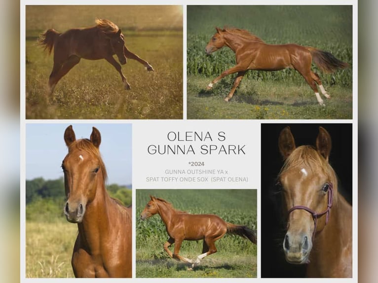 American Quarter Horse Wallach 1 Jahr Fuchs in Igling