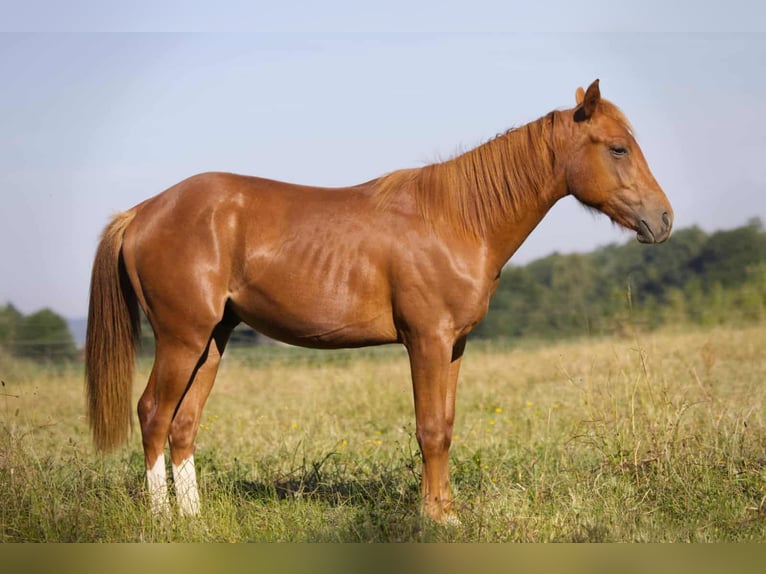 American Quarter Horse Wallach 1 Jahr Fuchs in Igling