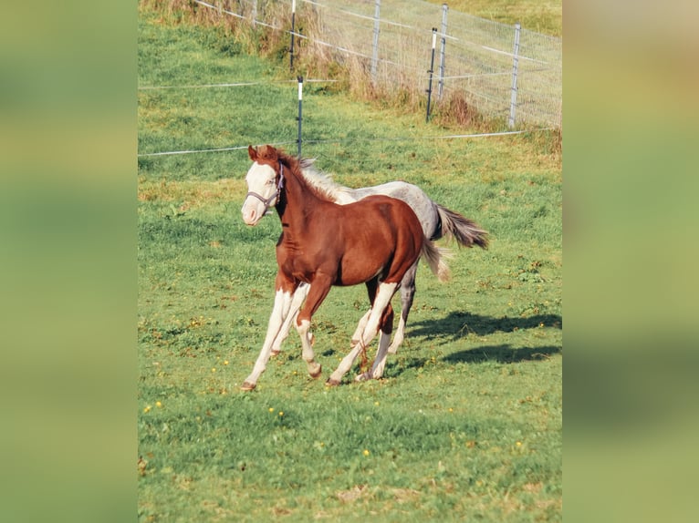 American Quarter Horse Wallach 1 Jahr Overo-alle-Farben in Haldenwang