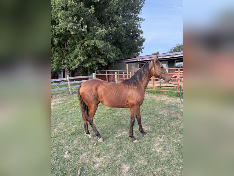 American Quarter Horse Wallach 1 Jahr Rotbrauner in Kirksey