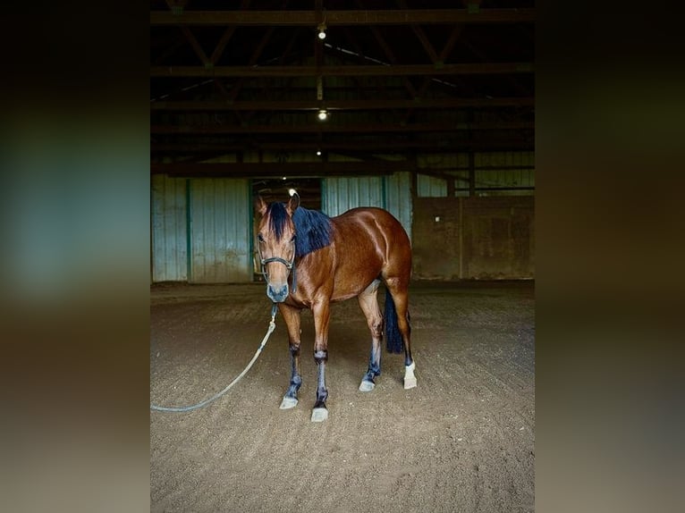 American Quarter Horse Wallach 1 Jahr Rotbrauner in West Mansfield