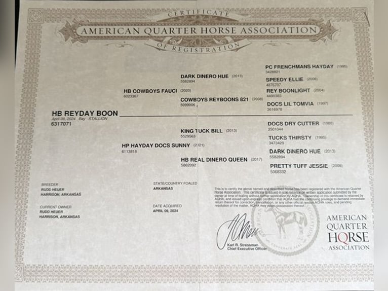American Quarter Horse Wallach 1 Jahr Rotbrauner in West Mansfield