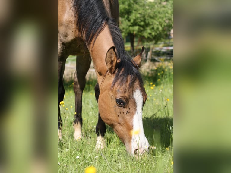 American Quarter Horse Wallach 1 Jahr in Oberstaufenbach