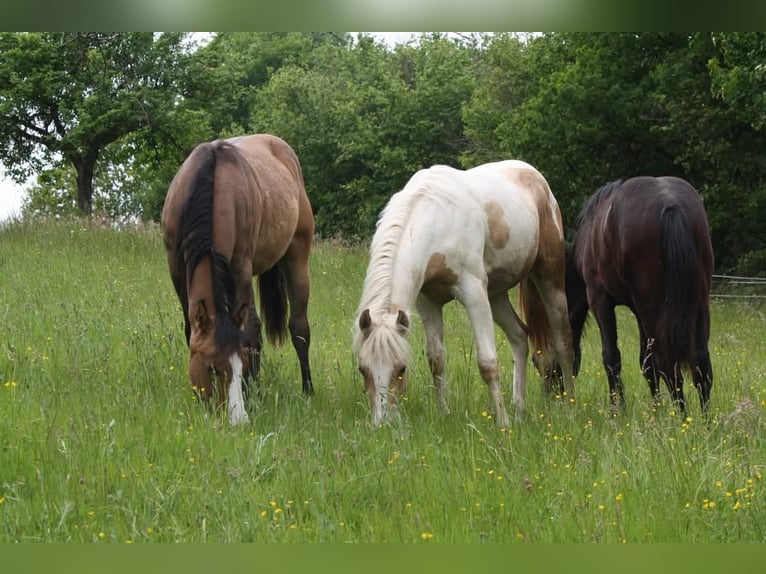 American Quarter Horse Wallach 1 Jahr in Oberstaufenbach