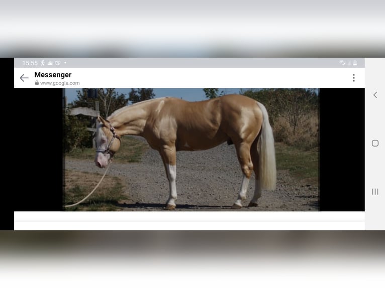 American Quarter Horse Wallach 1 Jahr in Oberstaufenbach