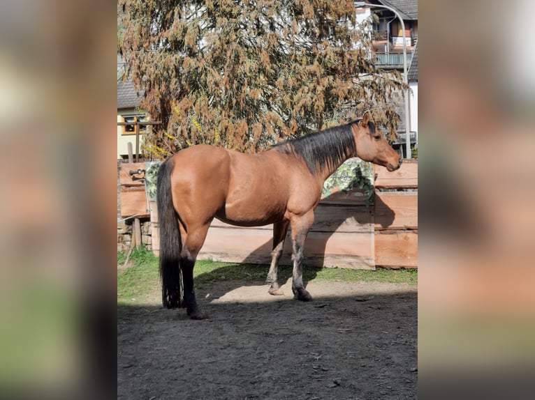 American Quarter Horse Wallach 1 Jahr in Oberstaufenbach