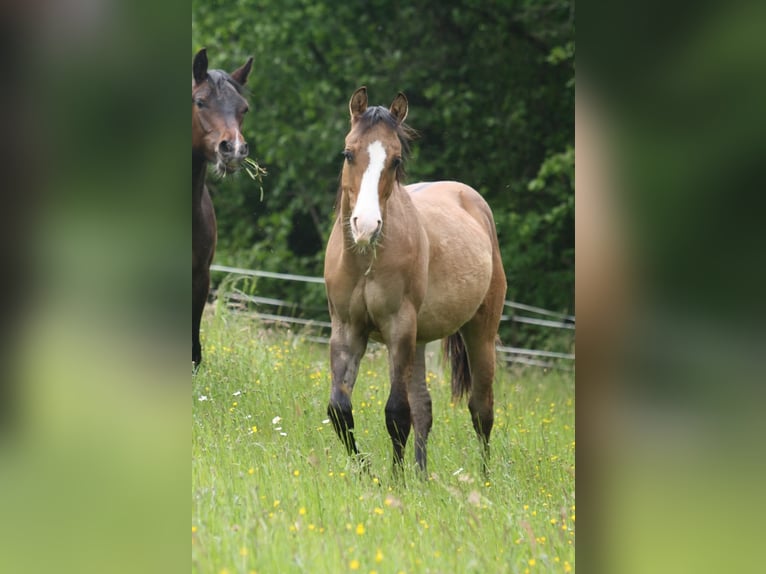 American Quarter Horse Wallach 1 Jahr in Oberstaufenbach