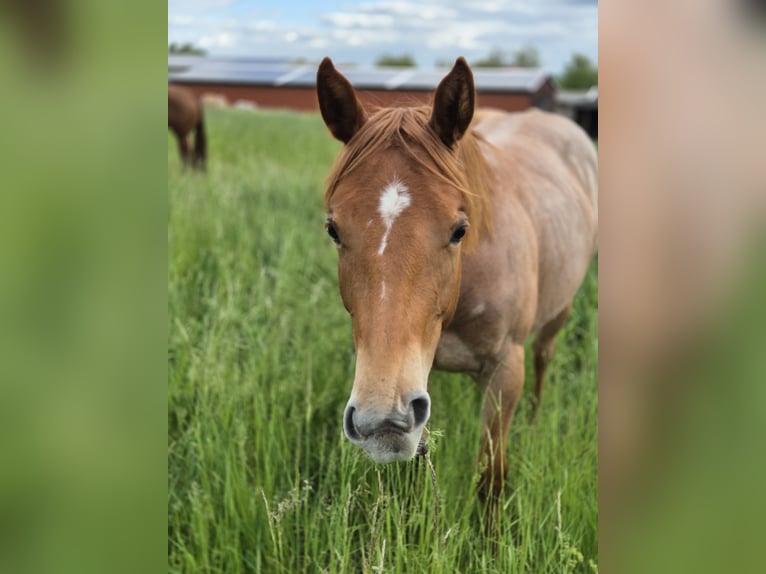 American Quarter Horse Wallach 1 Jahr in Vogelsdorf American Quarter Horse Wallach 1 Jahr in Vogelsdorf