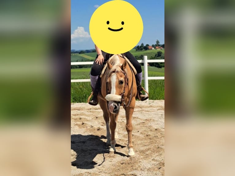 American Quarter Horse Wallach 20 Jahre 150 cm in Gaspoltshofen