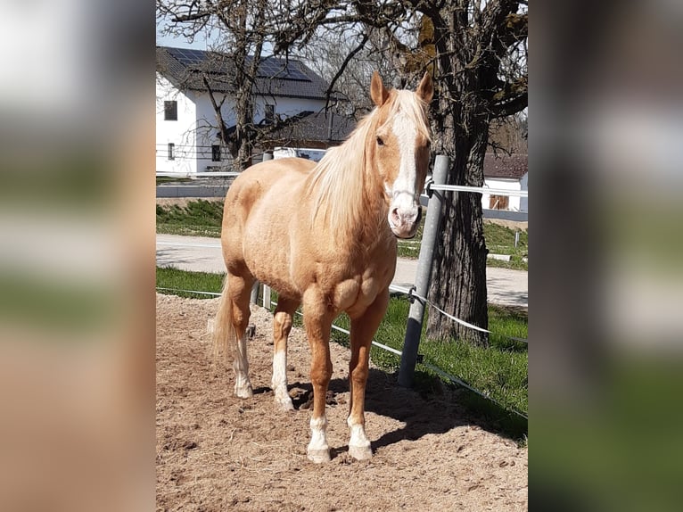 American Quarter Horse Wallach 20 Jahre 150 cm in Gaspoltshofen