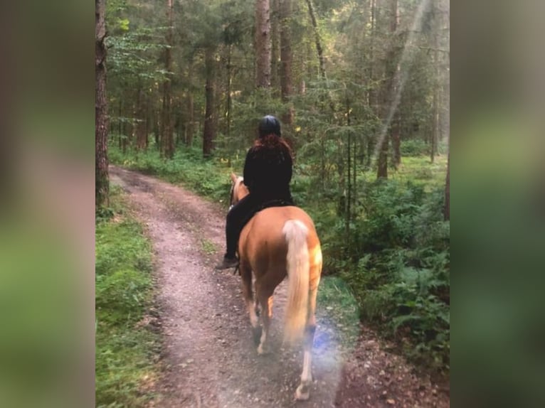 American Quarter Horse Wallach 20 Jahre 150 cm in Gaspoltshofen