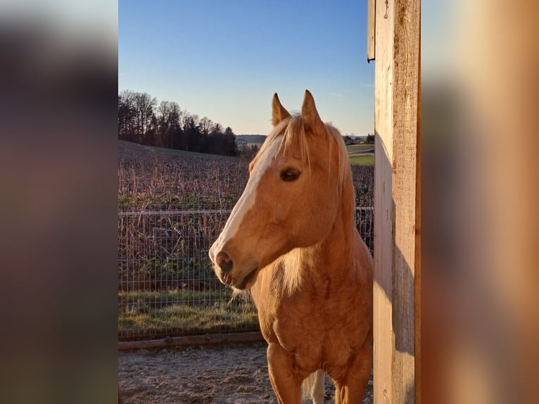 American Quarter Horse Wallach 20 Jahre 150 cm in Gaspoltshofen