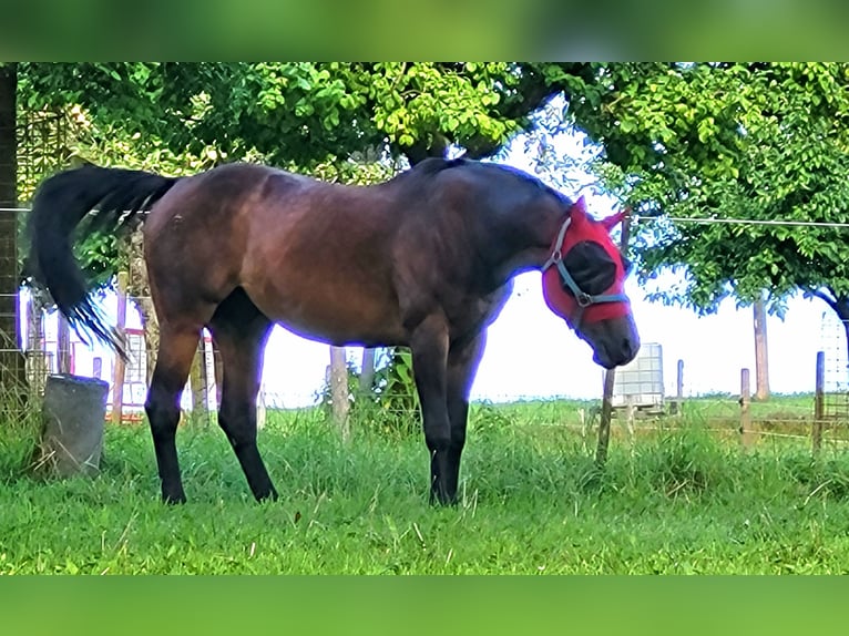 American Quarter Horse Wallach 20 Jahre 153 cm Dunkelbrauner in Oberburg