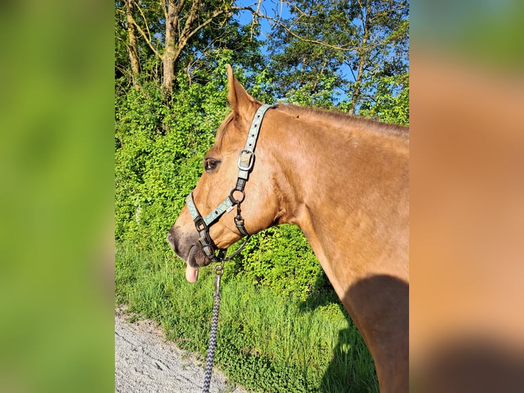 American Quarter Horse Wallach 20 Jahre 153 cm Fuchs in Neckarwestheim