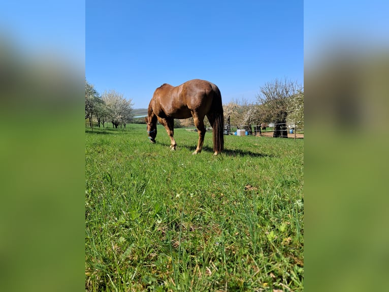 American Quarter Horse Wallach 20 Jahre 153 cm Fuchs in Neckarwestheim