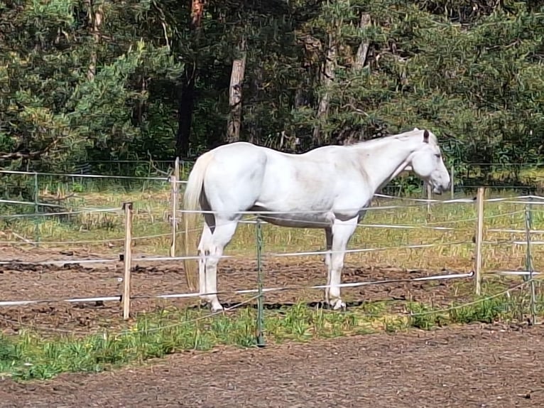 American Quarter Horse Wallach 20 Jahre 155 cm Schimmel in Lostau