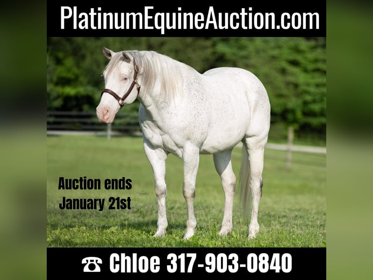 American Quarter Horse Wallach 20 Jahre 155 cm White in Danville IN