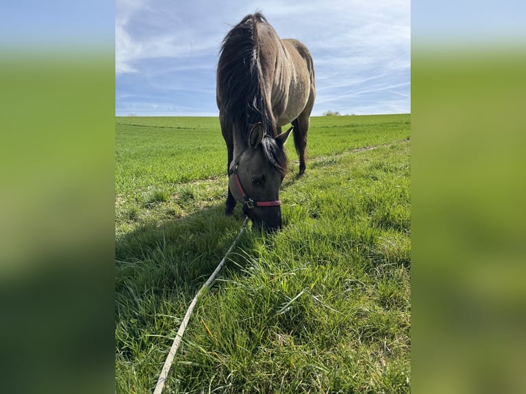 American Quarter Horse Wallach 20 Jahre  in Kirchardt