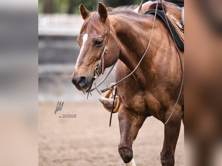 American Quarter Horse Wallach 20 Jahre  in Kirchardt