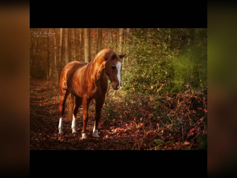 American Quarter Horse Wallach 21 Jahre 149 cm Fuchs in Ratingen