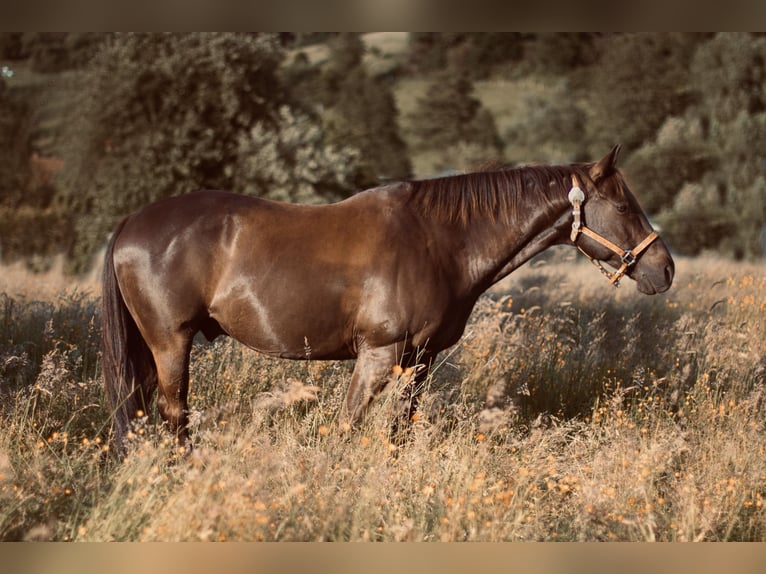 American Quarter Horse Mix Wallach 21 Jahre 153 cm in H&#xF6;ringen